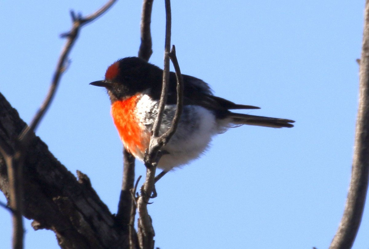 Red-capped Robin - ML528915541