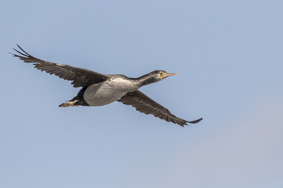 Spotted Shag - ML528917481