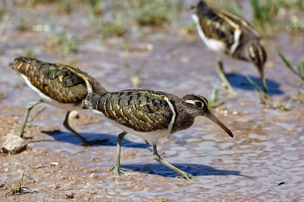 Greater Painted-Snipe - ML528918771
