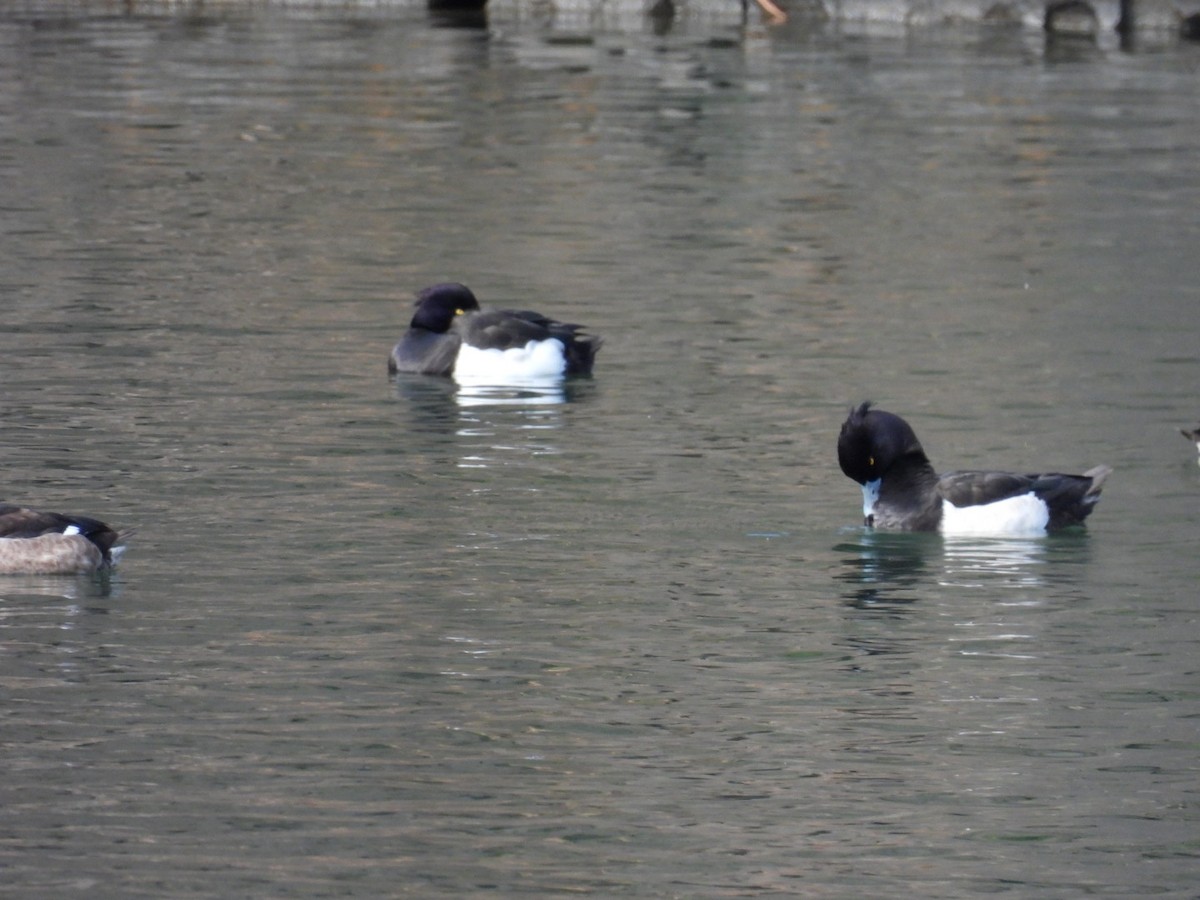 Tufted Duck - ML528922091