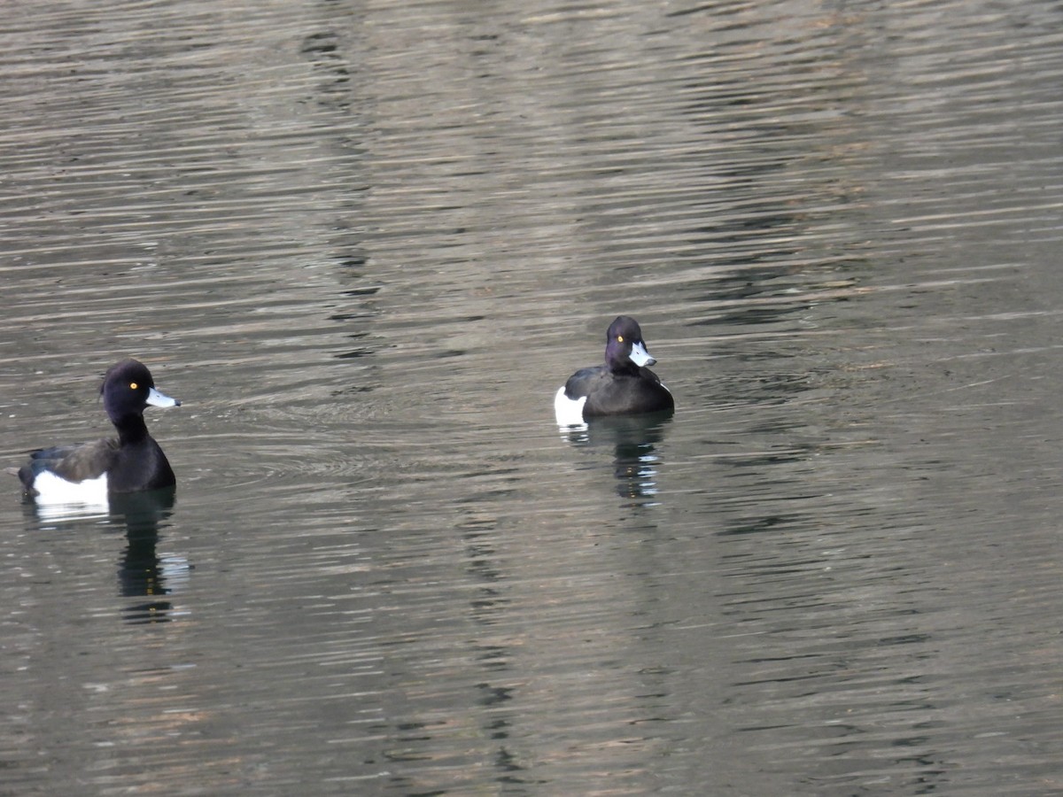 Tufted Duck - ML528922101