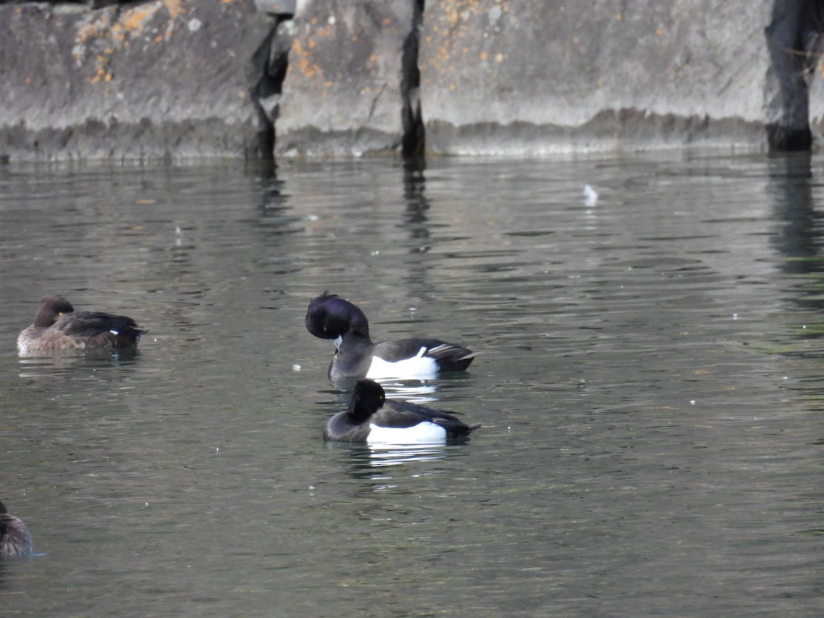 Tufted Duck - ML528922111