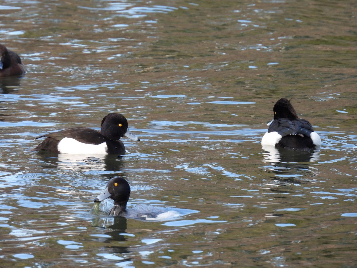 Tufted Duck - ML528922121