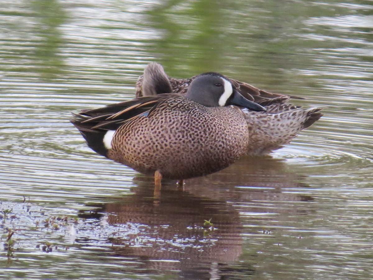 Blue-winged Teal - Holly Cox