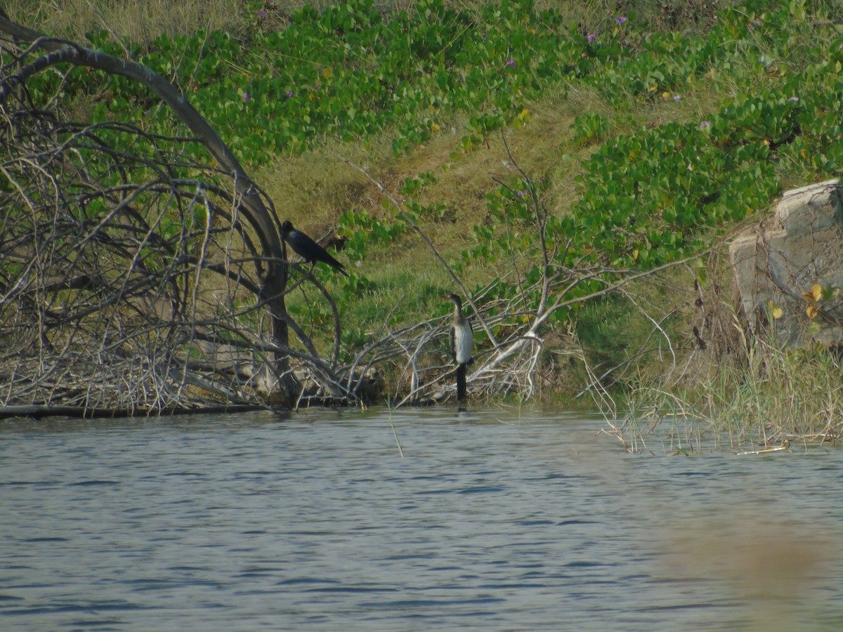 Long-tailed Cormorant - ML528930561