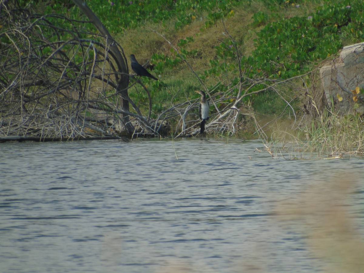 Long-tailed Cormorant - Otger Fortià Bonvehí