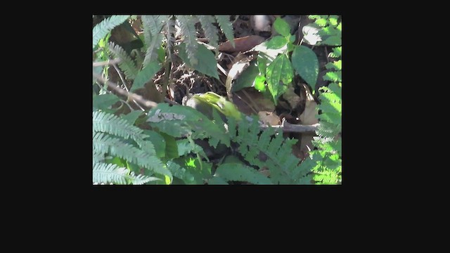Gray-hooded Warbler - ML528939191