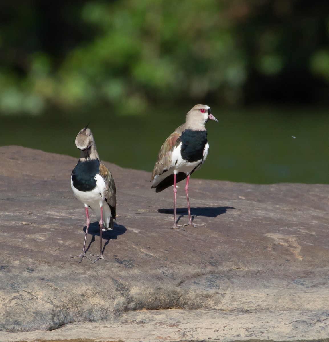 Southern Lapwing - Cullen Hanks