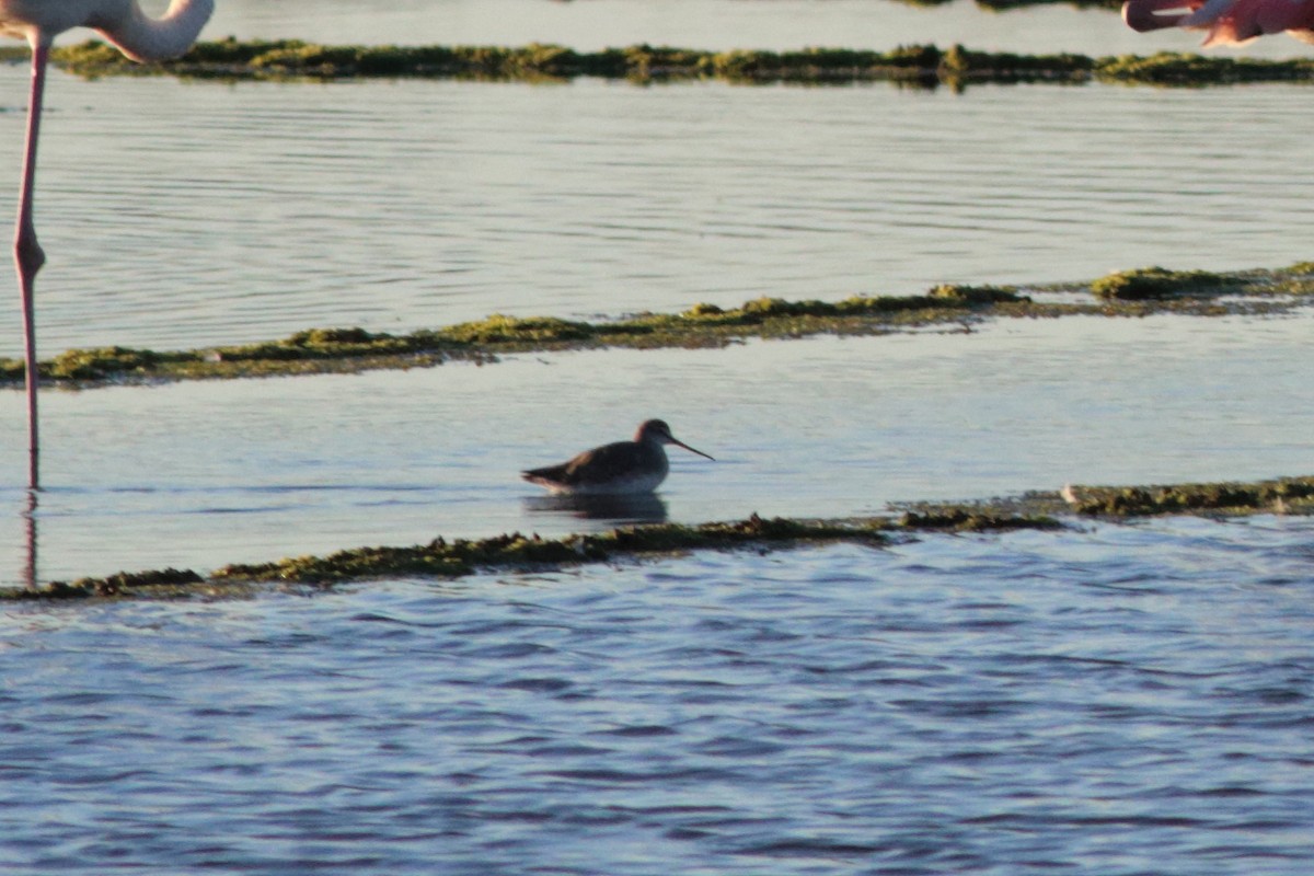 Spotted Redshank - ML528942931