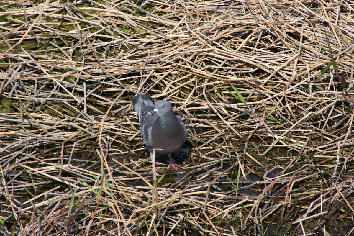 Rock Pigeon (Feral Pigeon) - ML52895581