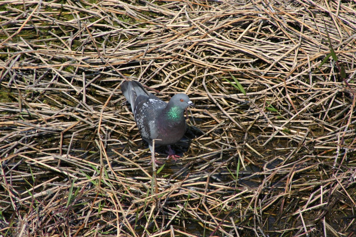 Rock Pigeon (Feral Pigeon) - ML52895591