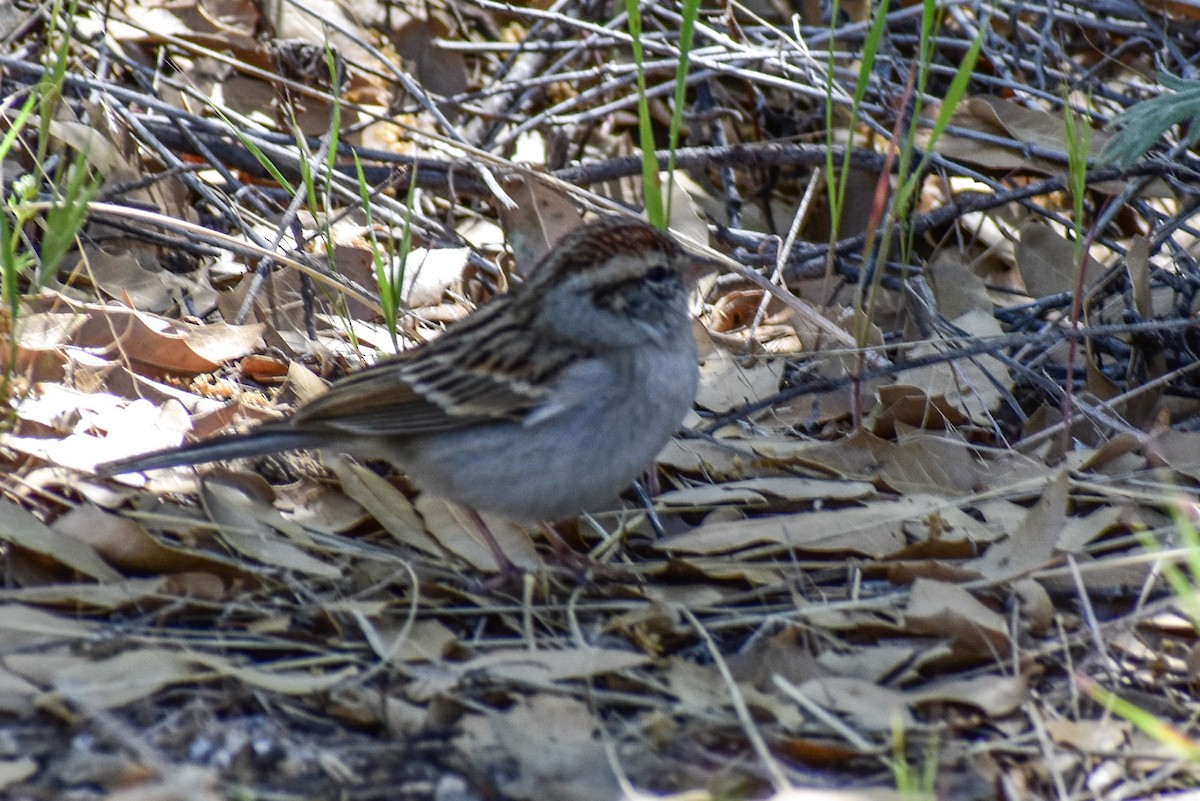 Chipping Sparrow - ML52895801