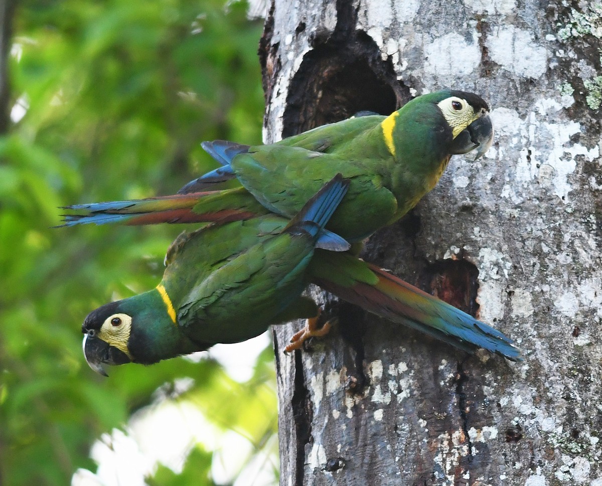 Yellow-collared Macaw - ML528958191