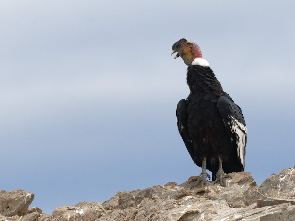 Andean Condor - Alan Van Norman