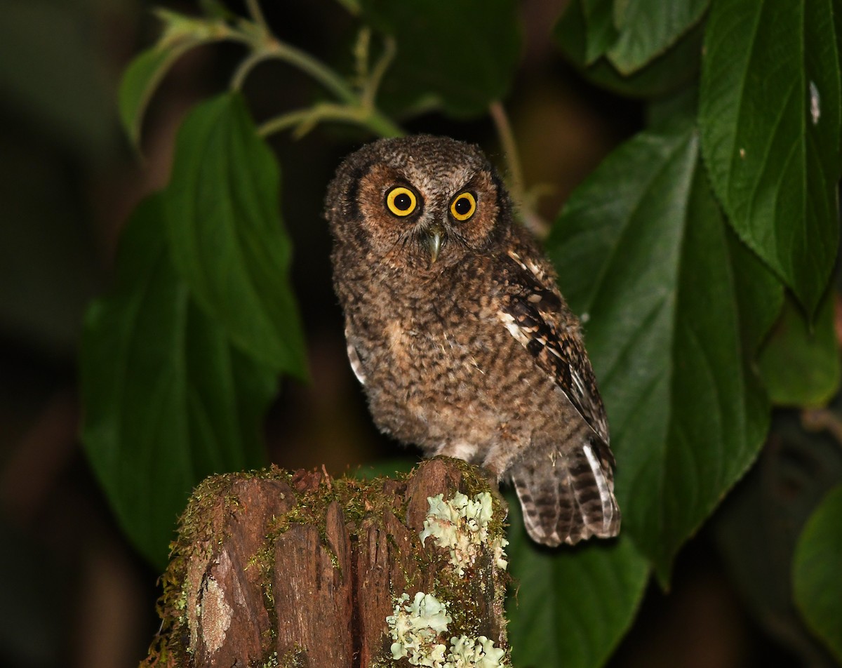 Montane Forest Screech-Owl - ML528961071