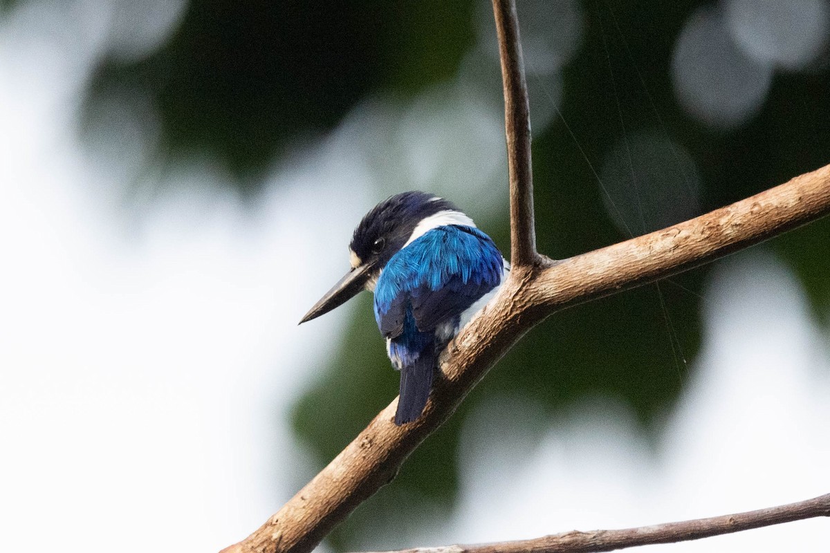 Blue-and-white Kingfisher - ML528964061