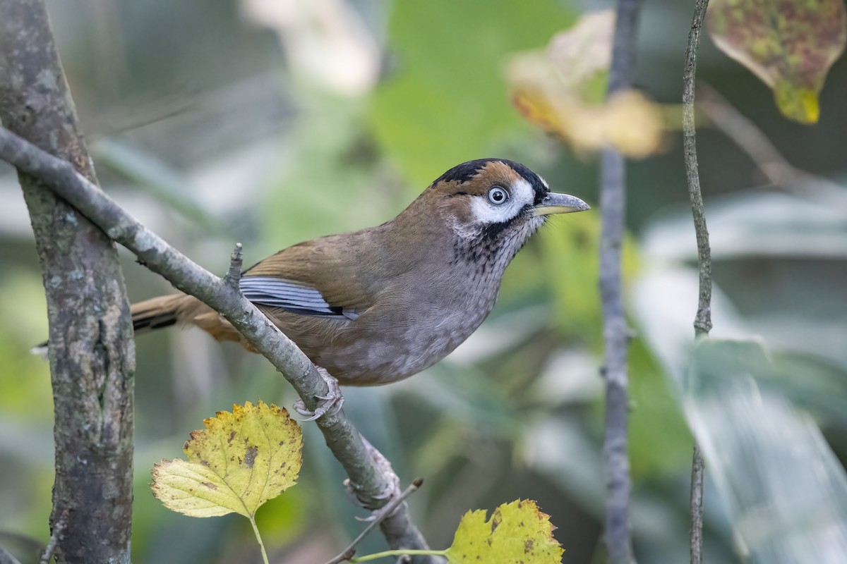 Moustached Laughingthrush - ML528964991