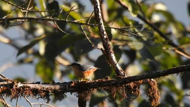 White-tailed Nuthatch - ML528966091