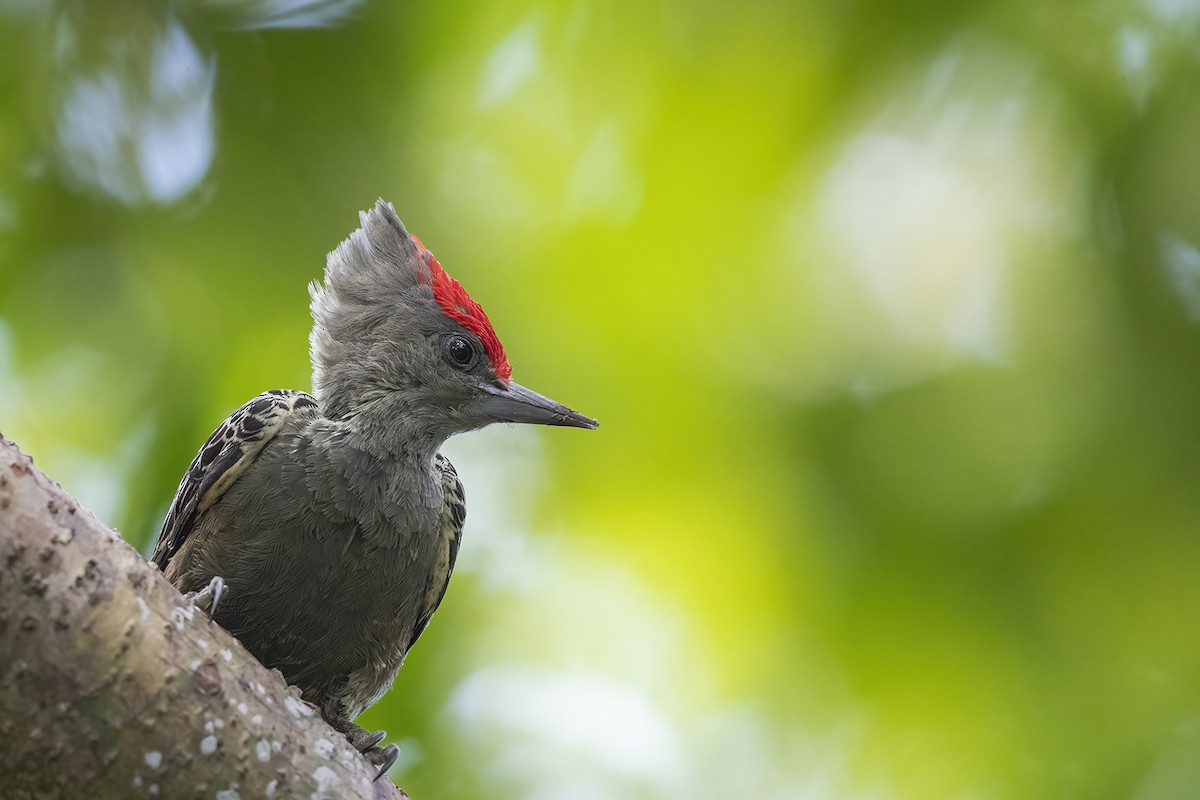 Gray-and-buff Woodpecker - ML528966591