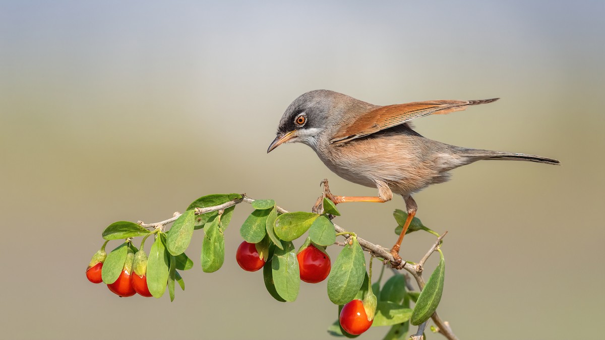Spectacled Warbler - ML528969071