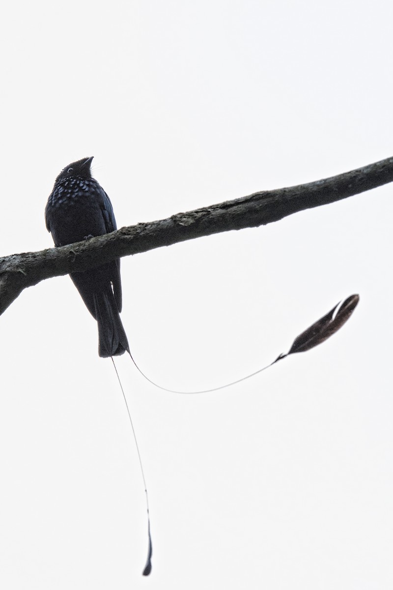 Lesser Racket-tailed Drongo - ML528969391