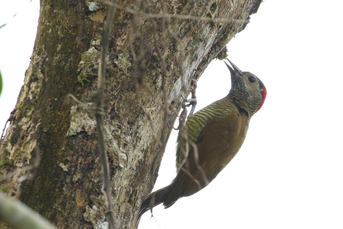 Golden-olive Woodpecker - ML528971901
