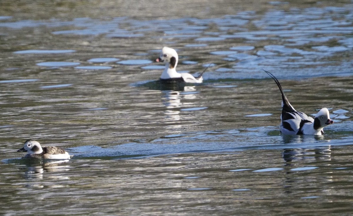 Long-tailed Duck - ML528976121