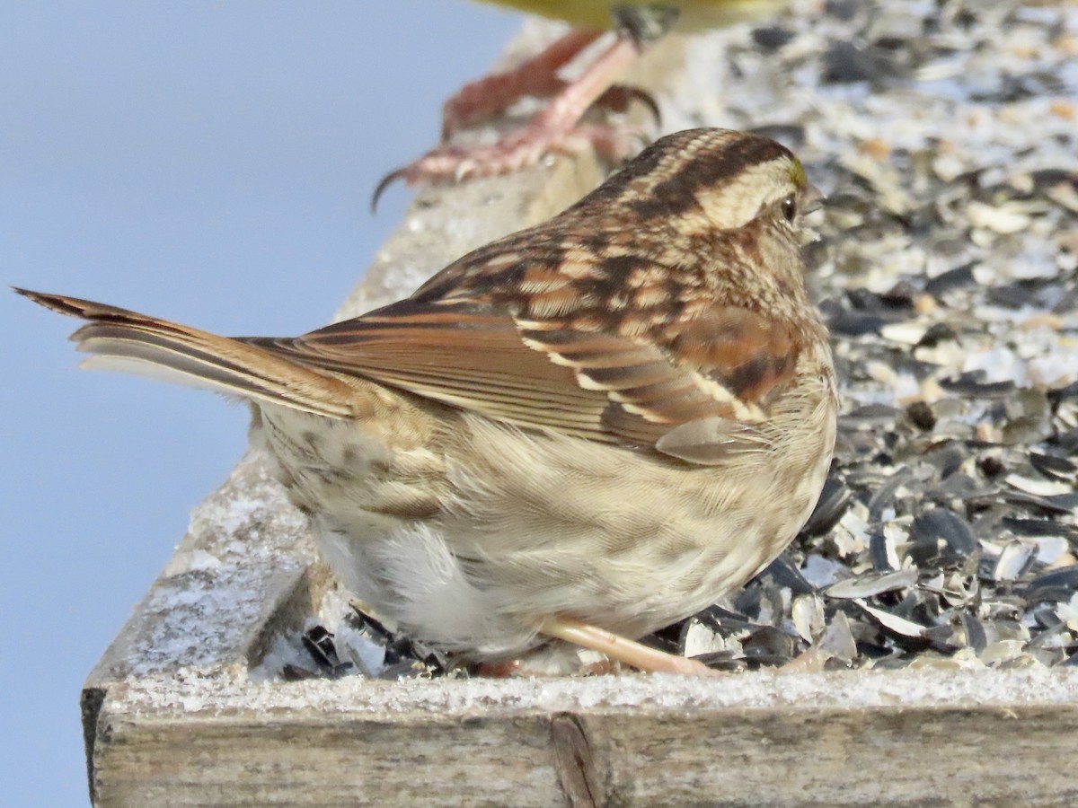 White-throated Sparrow - ML528994711