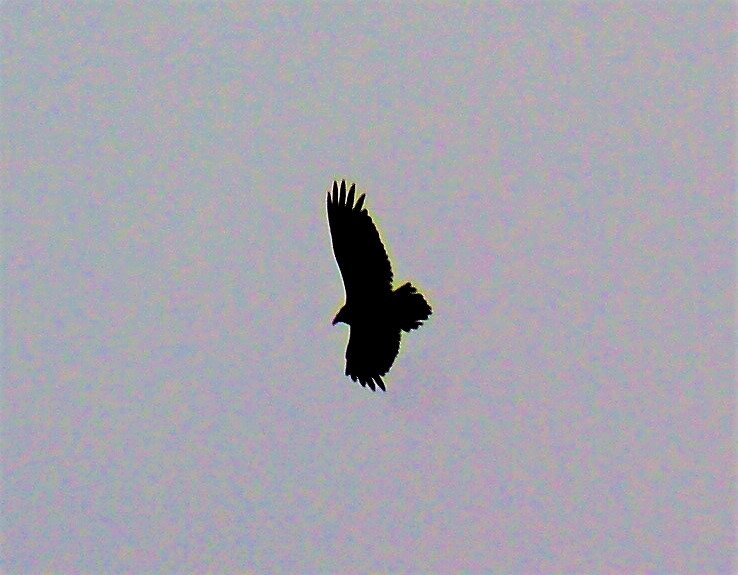 Turkey Vulture - Basil Conlin