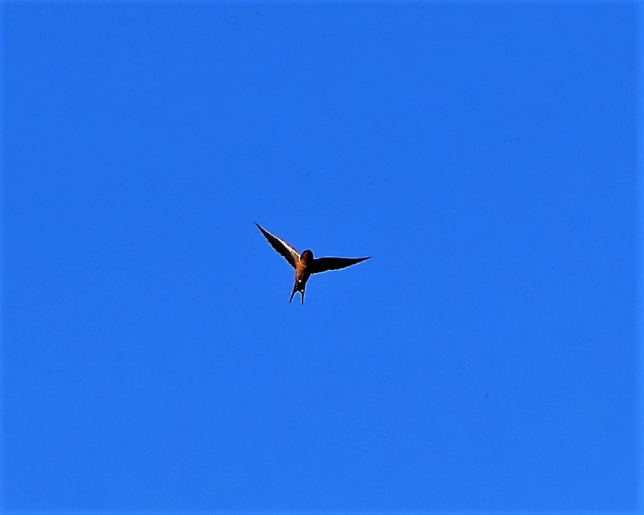 Barn Swallow - ML52899821