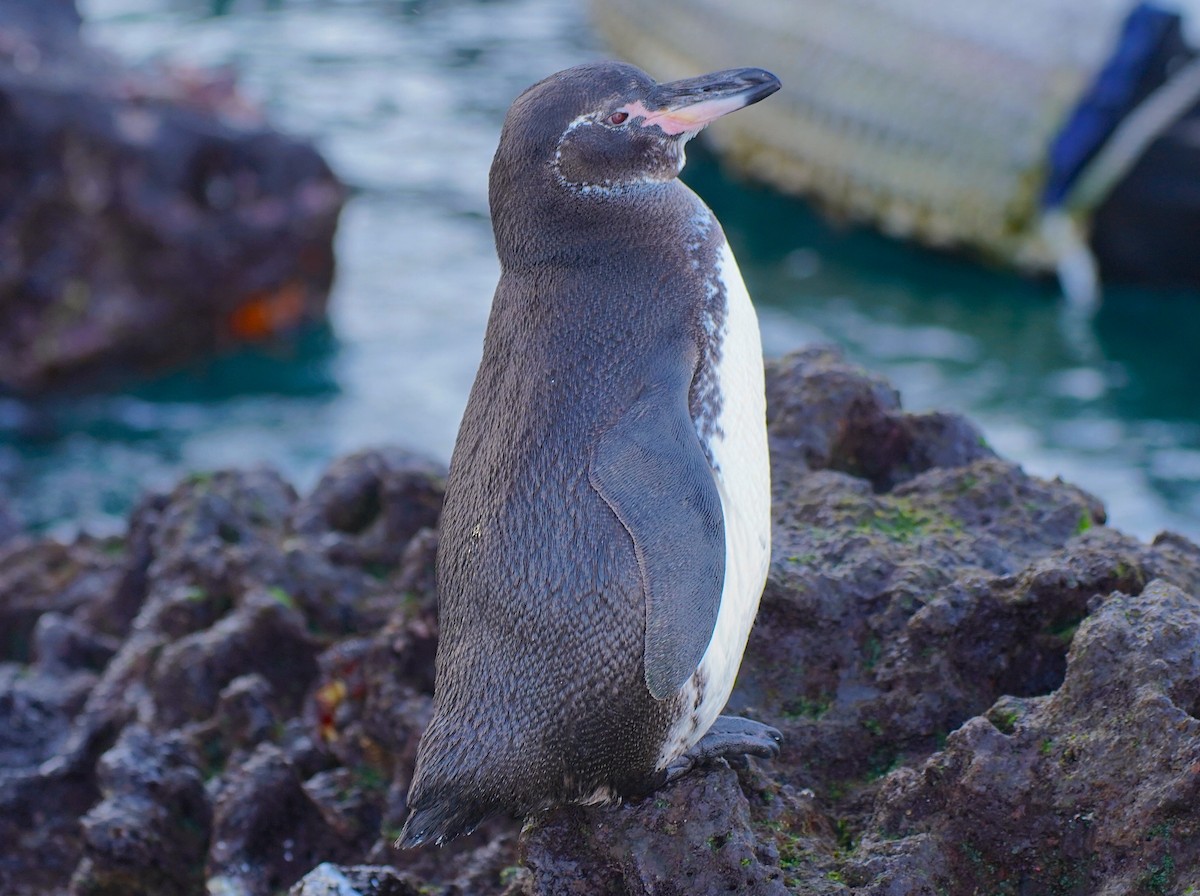 Галапагосский пингвин - ML529000161