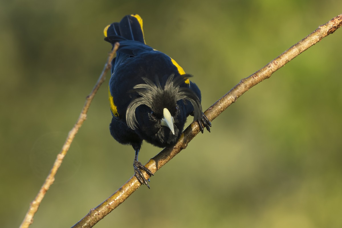 Yellow-winged Cacique - ML529001531