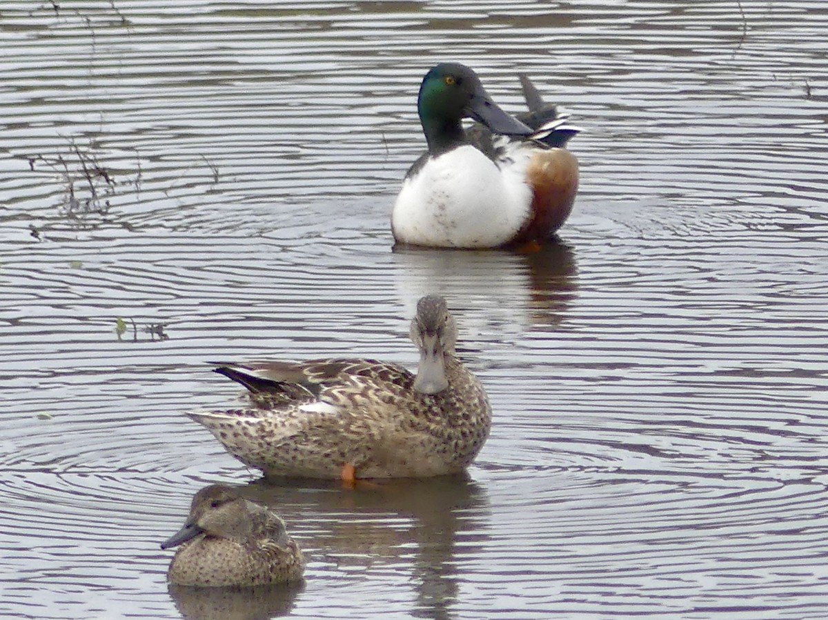 eBird Checklist - 10 Jan 2023 - IRWD San Joaquin Marsh & Wildlife ...