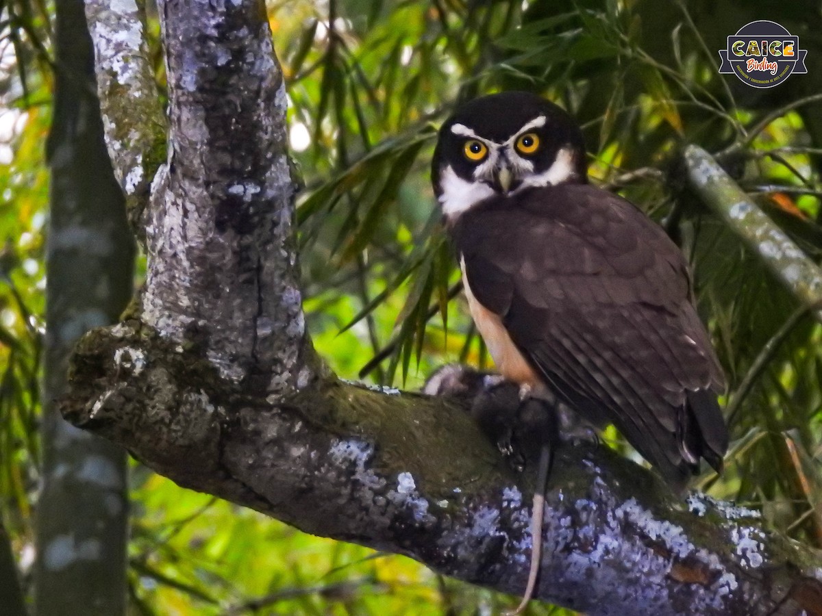 Spectacled Owl - ML529002091