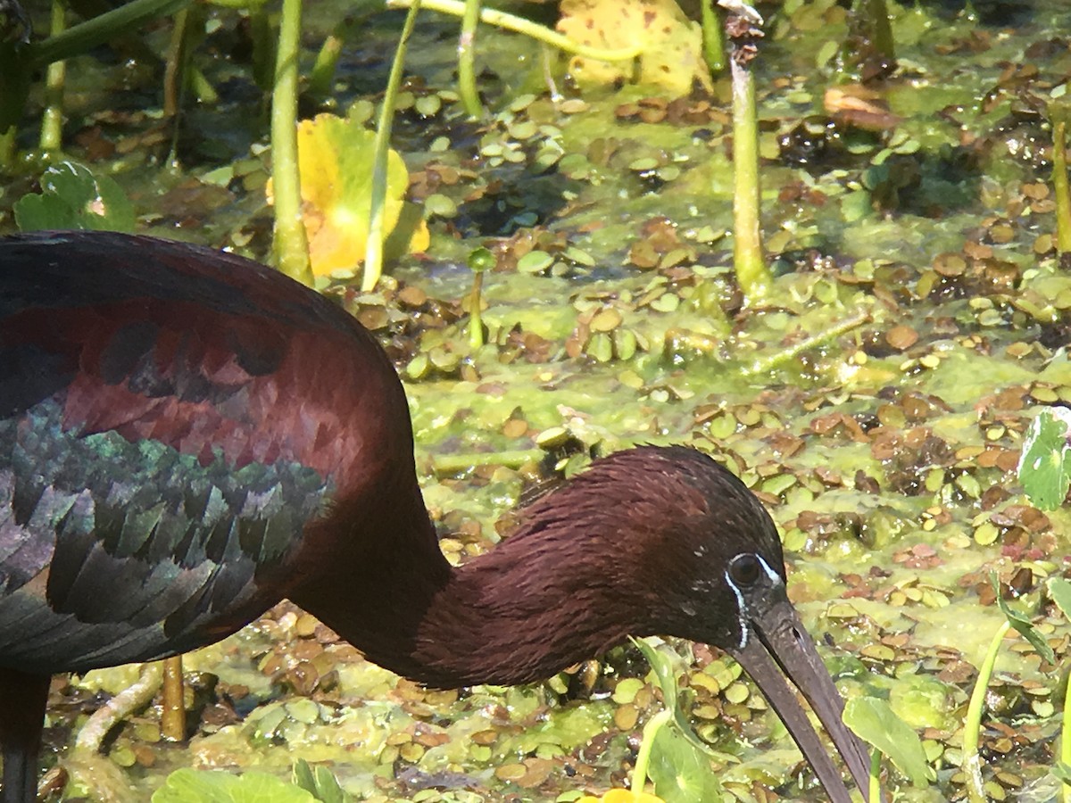 ibis hnědý - ML52900641