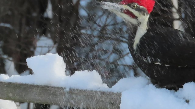 Pileated Woodpecker - ML529006721