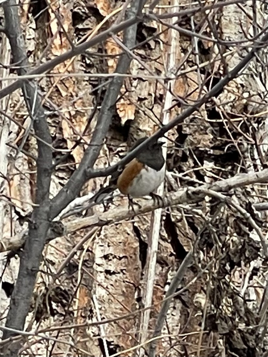 Spotted Towhee - ML529008461