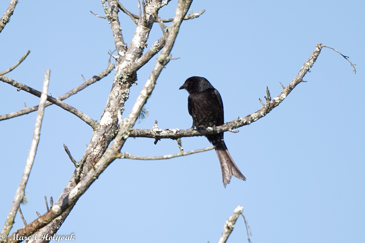 Fork-tailed Drongo - ML529008831