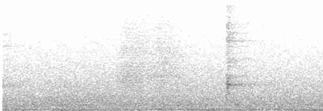 Weißbandhäher - ML529009971