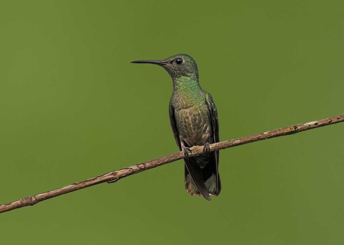 Scaly-breasted Hummingbird - Arpit Bansal
