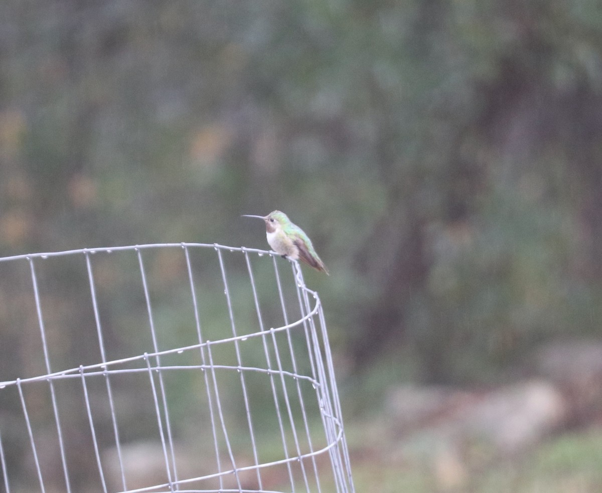 Broad-tailed Hummingbird - ML529012231