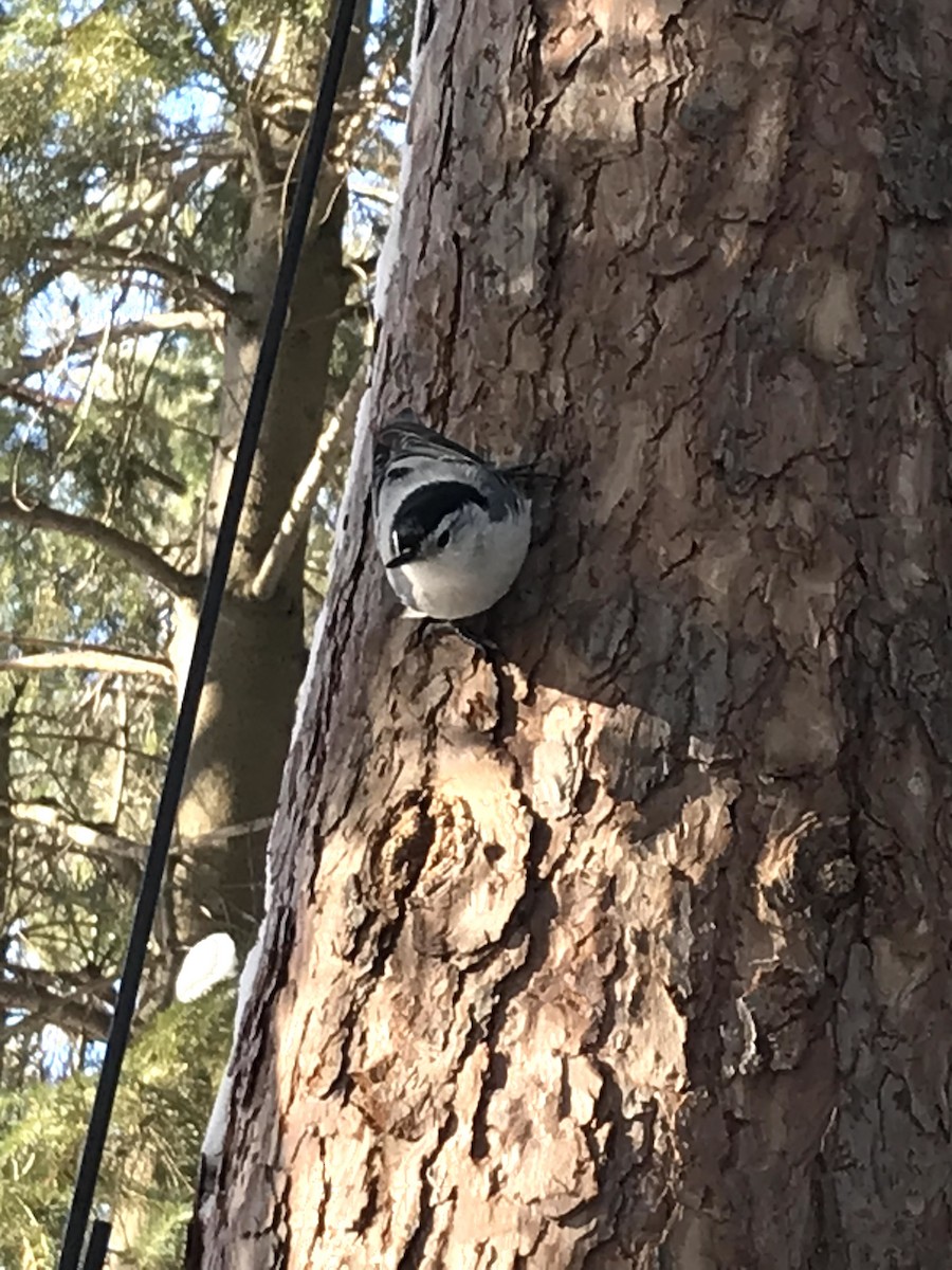 White-breasted Nuthatch - ML529012741