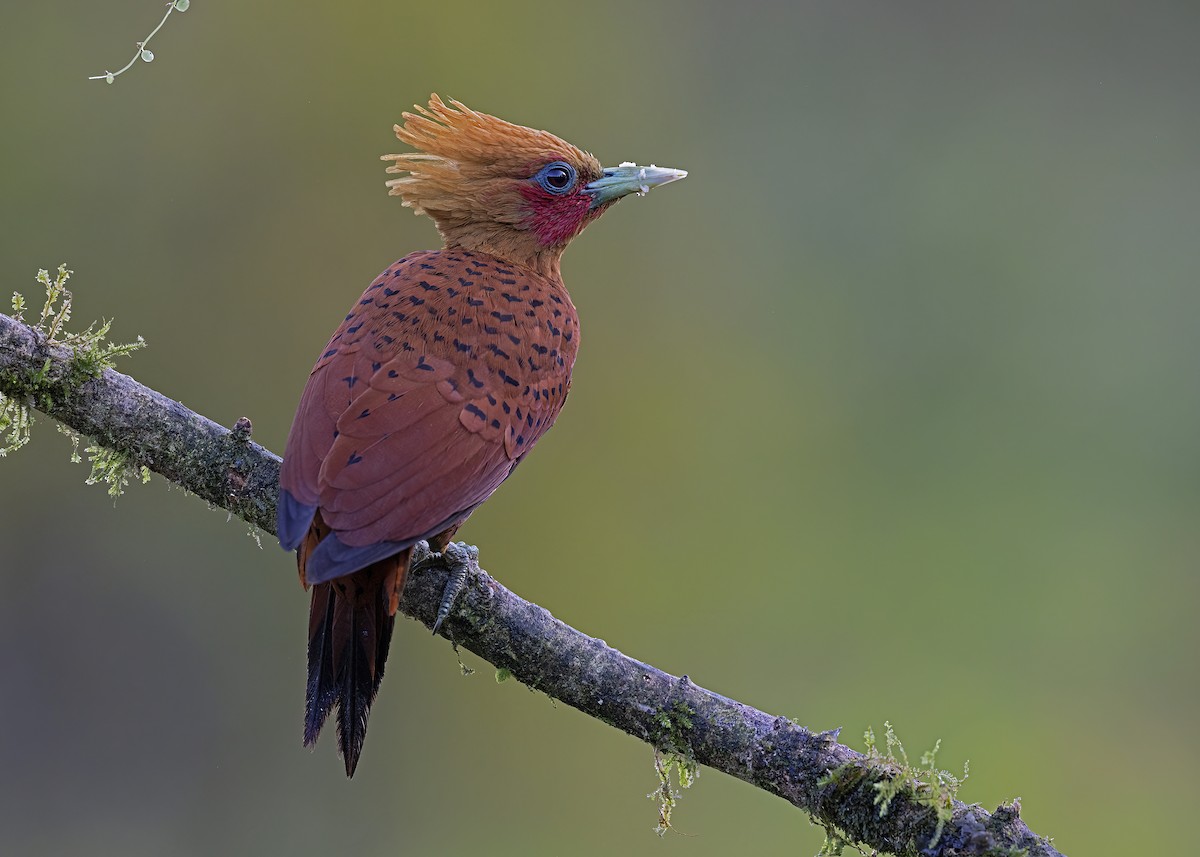 Chestnut-colored Woodpecker - ML529013321