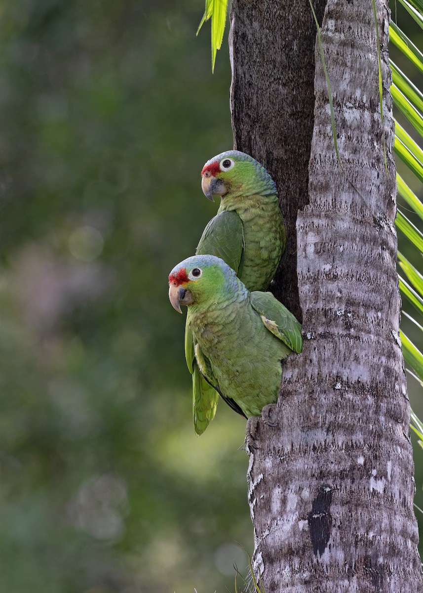 Red-lored Parrot - ML529013491