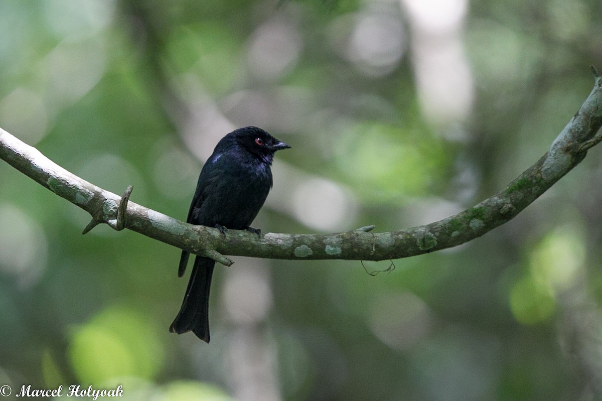 Square-tailed Drongo - ML529013801