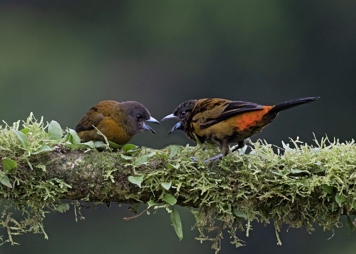 Scarlet-rumped Tanager - ML529014411