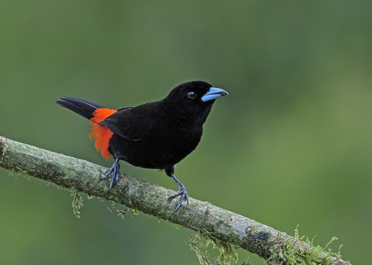 Scarlet-rumped Tanager - ML529014421