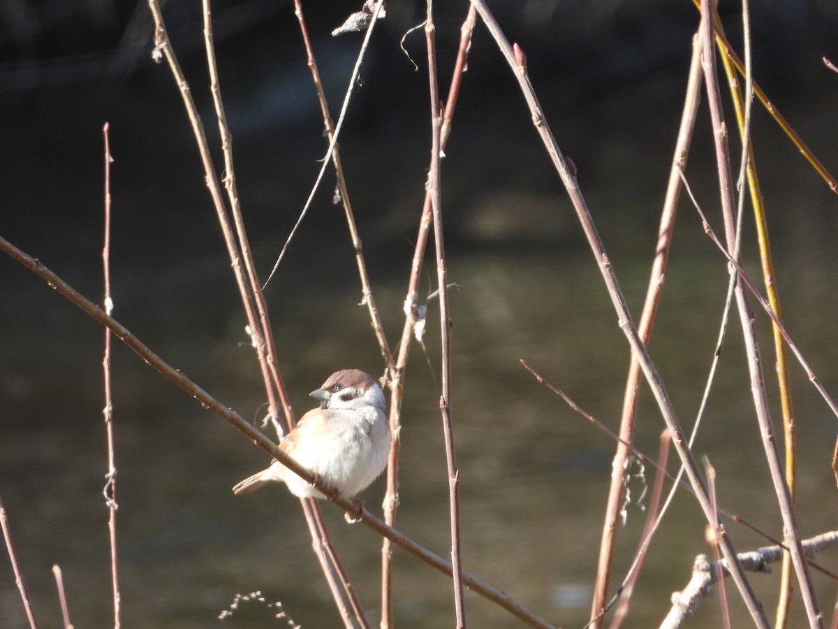 Eurasian Tree Sparrow - ML529016811