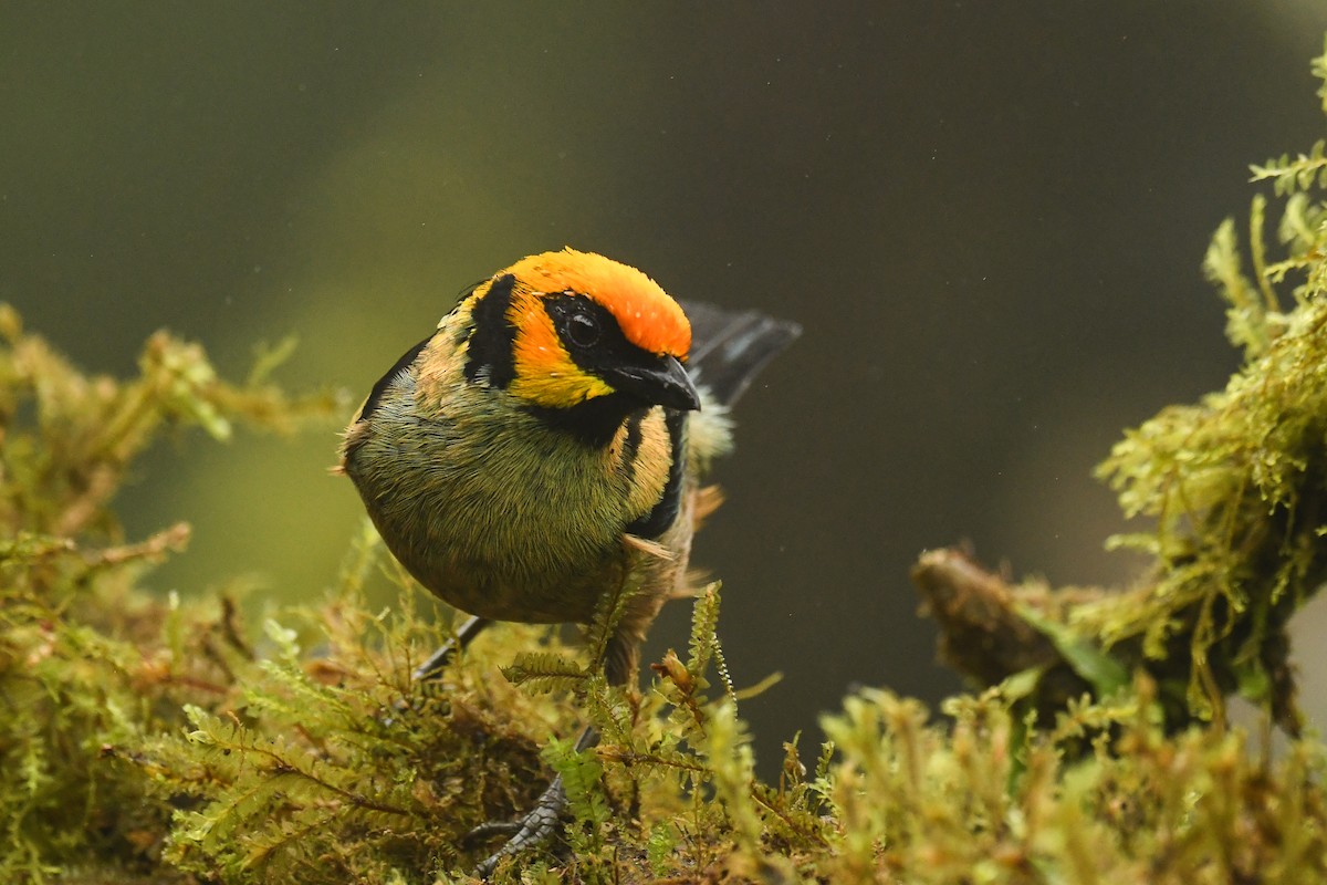 Flame-faced Tanager - ML529017531