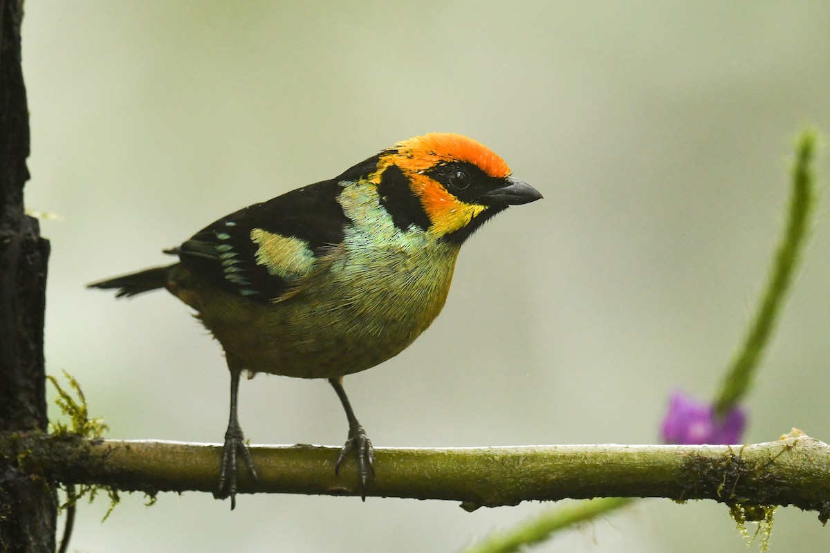 Flame-faced Tanager - ML529017611